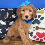 Brielle Goldendoodle 01