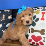 Brielle Goldendoodle 02