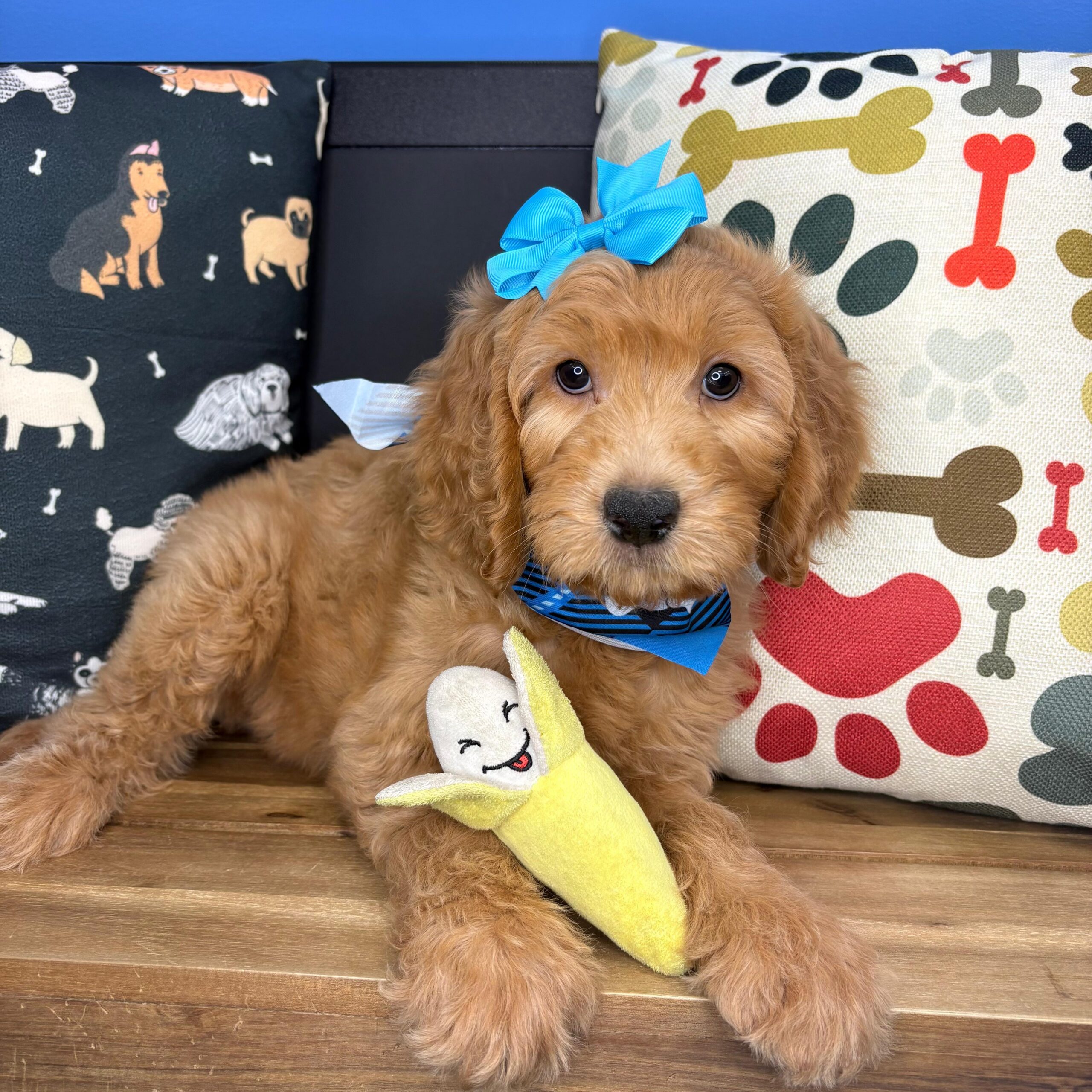Brielle Goldendoodle 03