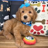 Brielle Goldendoodle 04