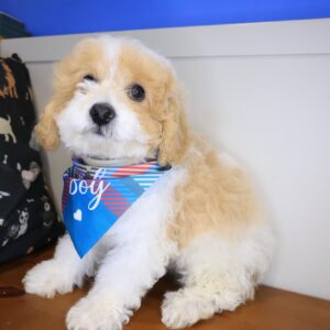 Brodie Cavapoo 01 Brodie Cavapoo 01