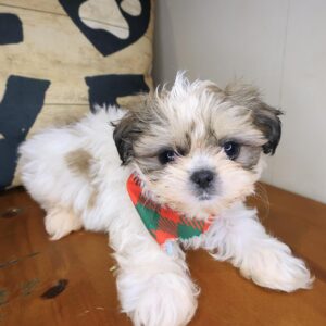 Brownie Shih Tzu 01 Brownie Shih Tzu 01