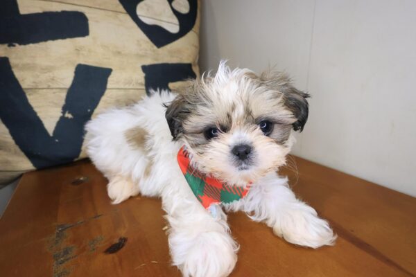 Brownie Shih Tzu 01