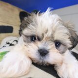 Brownie Shih Tzu 02