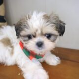 Brownie Shih Tzu 03