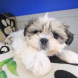 Brownie Shih Tzu 04