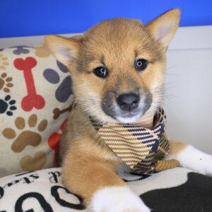 Bruiser Shiba Inu 01 Bruiser Shiba Inu 01