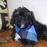 Brutus Shihpoo 01