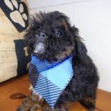 Brutus Shihpoo 02