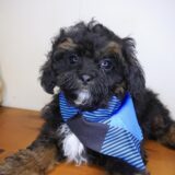 Brutus Shihpoo 03