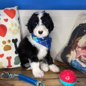 Caesar Sheepadoodle 01 Caesar Sheepadoodle 01