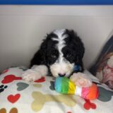 Caesar Sheepadoodle 04