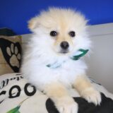 Carlos Pomeranian 01