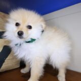 Carlos Pomeranian 02
