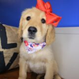 Catalina Golden Retriever 01