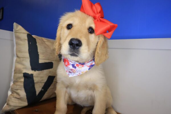 Catalina Golden Retriever 01