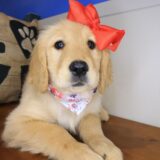 Catalina Golden Retriever 02