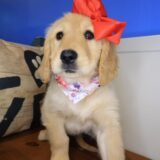 Catalina Golden Retriever 04