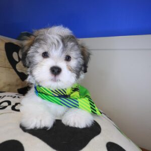 Cedar Havanese 01