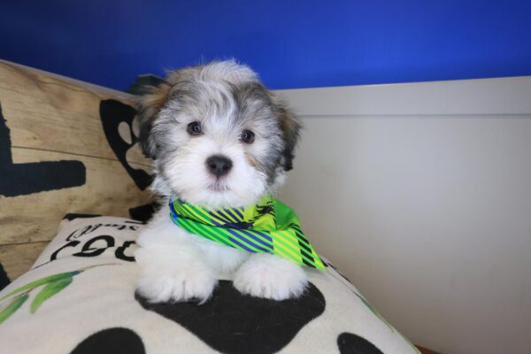 Cedar Havanese 01