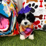 Chia Aussiedoodle 01