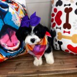 Chia Aussiedoodle 02