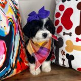 Chia Aussiedoodle 03