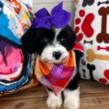 Chia Aussiedoodle 04