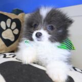 Chicklet Pomeranian 01