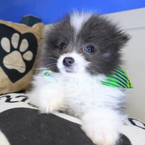 Chicklet Pomeranian 01 Chicklet Pomeranian 01