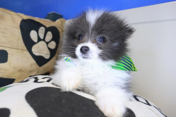 Chicklet Pomeranian 01