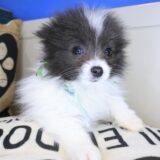 Chicklet Pomeranian 03