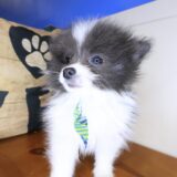 Chicklet Pomeranian 04