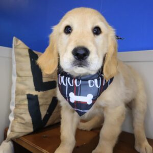 Chief Golden Retriever 01 Chief Golden Retriever 01