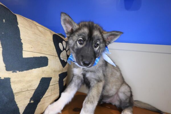 Cielo Siberian Husky 01