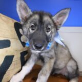 Cielo Siberian Husky 02