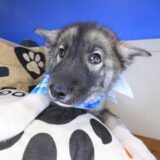 Cielo Siberian Husky 03