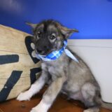 Cielo Siberian Husky 04