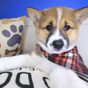 Clyde Shiba Inu 01 Clyde Shiba Inu 01