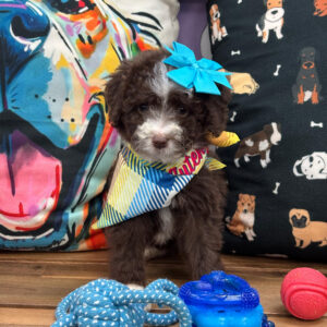 Dana Aussiedoodle 01 Dana Aussiedoodle 01