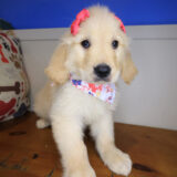 Demeter Golden Retriever 01