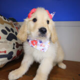 Demeter Golden Retriever 02