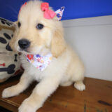 Demeter Golden Retriever 04