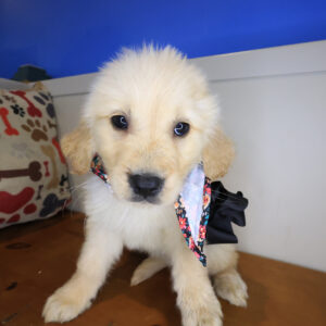 Dewey Golden Retriever 01 Dewey Golden Retriever 01