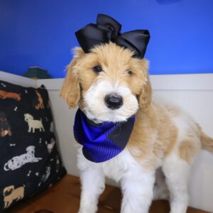 Dewey Goldendoodle 01 Dewey Goldendoodle 01