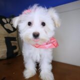Diva Maltipoo 01