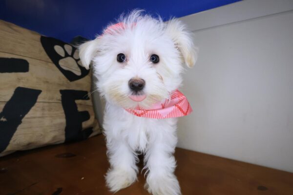 Diva Maltipoo 01
