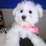Diva Maltipoo 02