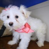 Diva Maltipoo 03