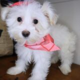 Diva Maltipoo 04